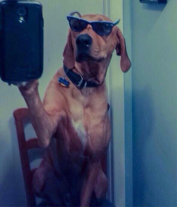 Dog-selfie-Selfie-Olympics